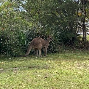 Meet your Posher, Eden